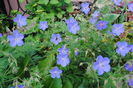 geranium johnsons-blue