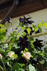 clematis Romantika