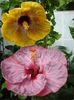 DSC05465