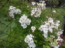 Rosa Wichuraiana