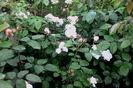 IMG_20160525_185317