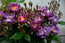 IMG_20160525_184145