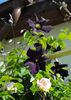 clematis Romantika