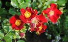 Bienenweide Rot