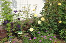 Molineux si clematis Rasputin