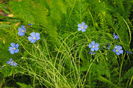 24 mai, linium perene(in peren)