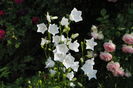 campanula persicifolia Alba