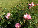 trandafir roz parfumat 1