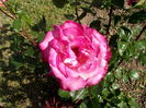 trandafir  2