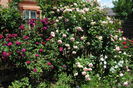 Munstead Wood si Eden Rose