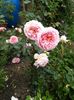 Abraham Darby