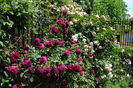 Munstead Wood si Eden Rose