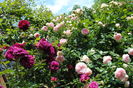 Munstead Wood si Eden Rose