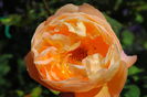 Lady Emma Hamilton