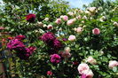 Munstead Wood si Eden Rose