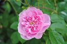Harlow Carr