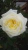 elfe