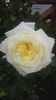 20160524_181524