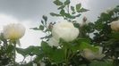 uetersener klosterrose