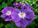 Rhapsody in Blue