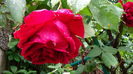 DSC04306
