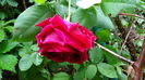 DSC04308