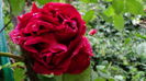DSC04309