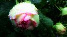 DSC04335