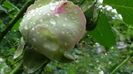 DSC04339