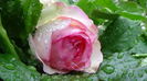 DSC04340