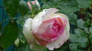 DSC04341