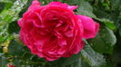 DSC04345