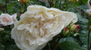 DSC04346