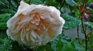 DSC04347