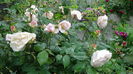 DSC04348
