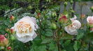 DSC04350