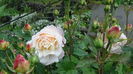 DSC04351