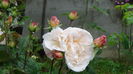 DSC04352
