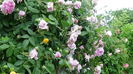 DSC04353