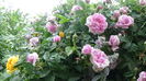 DSC04355