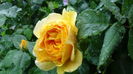 DSC04356