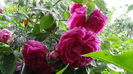 DSC04361