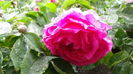 DSC04363
