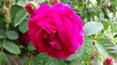 DSC04375
