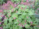 geranium