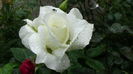 DSC04379