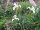 Iris holandica