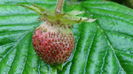 DSC04424