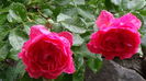 DSC04430