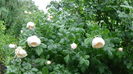 DSC04431